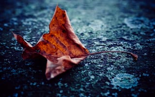 Картинка листок, сухой, осень