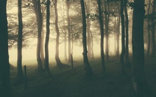 Картинка лес, туман, свет