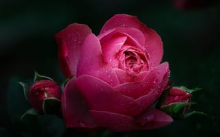 Картинка роза, цветок, розовый