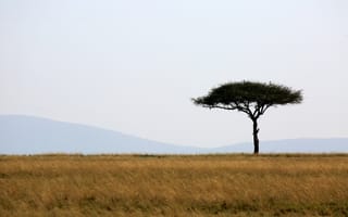 Картинка дерево, саванна, африка