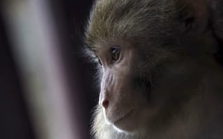 Картинка макака, обезьяна, животное