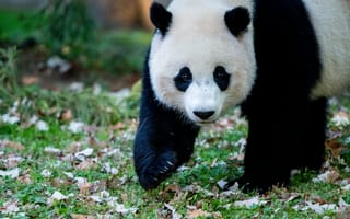 Картинка панда, животное, трава
