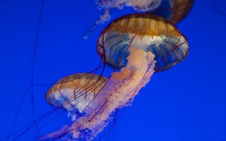 Картинка медуза, щупальца, море