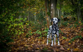 Картинка далматинец, собака, лес