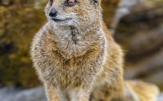 Картинка желтый мангуст, мангуст, дикая природа