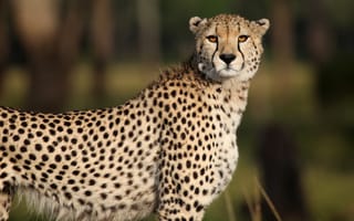 Картинка гепард, больша кошка, хищник