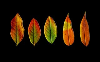 Картинка листья, осень, темнота