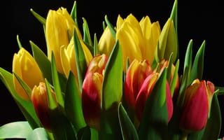 Картинка тюльпаны, цветы, бутоны