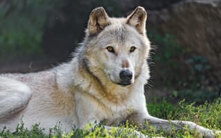 Картинка канадский волк, волк, хищник