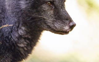 Картинка чернобурая лиса, лиса, хищник