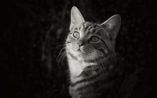 Картинка кошка, питомец, черно-белый