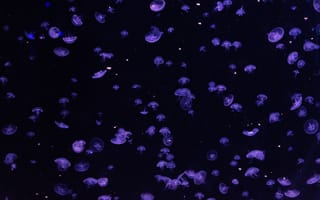 Картинка медузы, подводный, синий
