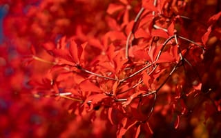 Картинка ветки, листья, красный