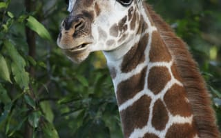 Картинка жираф, дикая природа, животное