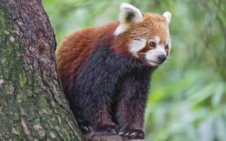 Картинка красная панда, дикая природа, животное