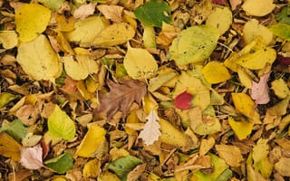 Картинка листья, осень, сухой