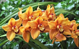 Обои орхидеи, цветы, ветка