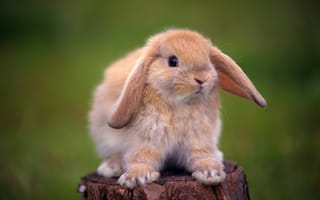 Картинка кролик, пенек, уши