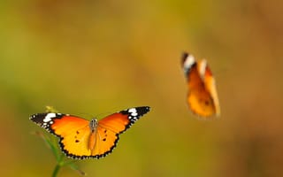 Картинка бабочки, смазано, полет