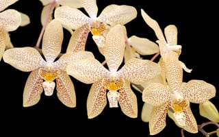 Картинка орхидеи, цветы, ветка