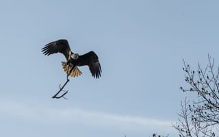 Картинка орел, птица, полет