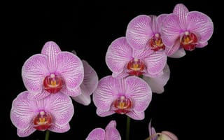 Картинка орхидея, ветка, розовая
