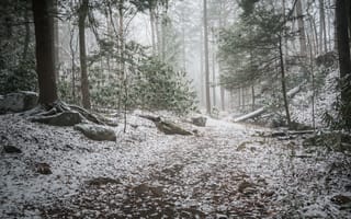 Картинка тропа, снег, лес