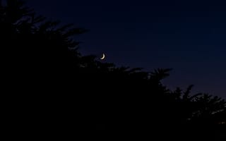 Картинка луна, ночь, ветки