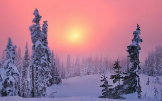 Картинка зима, закат, хвойный лес