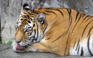 Картинка тигр, высунутый язык, большая кошка