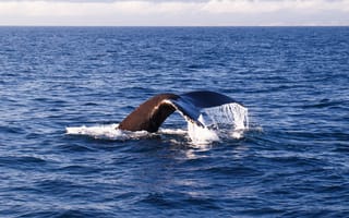 Картинка кит, хвост, море