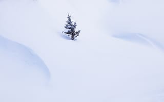 Картинка елка, дерево, снег