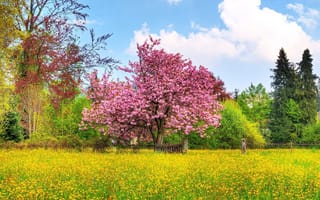 Картинка весна, дерево, чаща