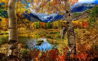 Картинка осень, березы, цвета