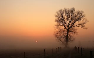 Картинка дорога, дерево, туман