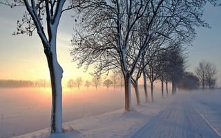 Картинка дорога, деревья, зима