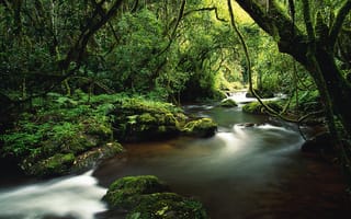 Картинка джунгли, река, деревья