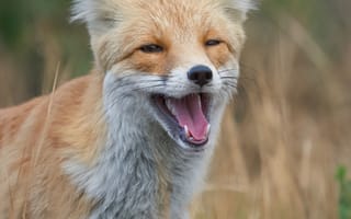 Картинка красная лиса, лиса, оскал