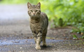 Картинка кот, прогулка, полосатый