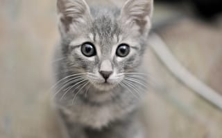 Картинка котенок, морда, глаза