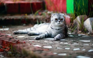 Картинка кот, лежать, полосатый