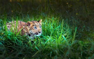 Картинка леопард, детеныш, трава