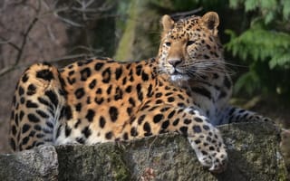 Картинка леопард, лежать, большая кошка