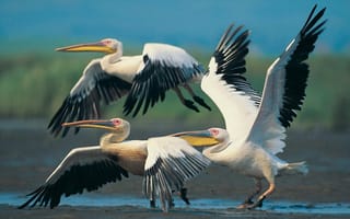 Картинка пеликаны, полет, крылья