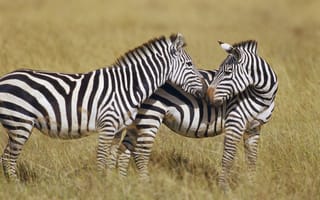 Картинка зебры, трава, полосы