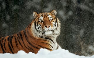 Картинка тигр, снег, полосатый