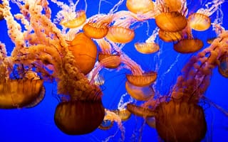 Картинка медузы, подводный мир, море