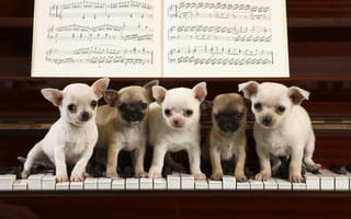 Картинка щенки, пианино, ноты