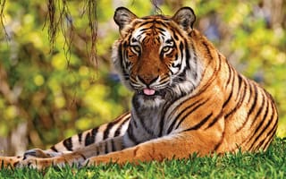 Картинка тигр, трава, лежать