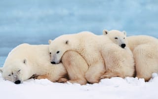 Картинка белые медведи, семья, детеныш